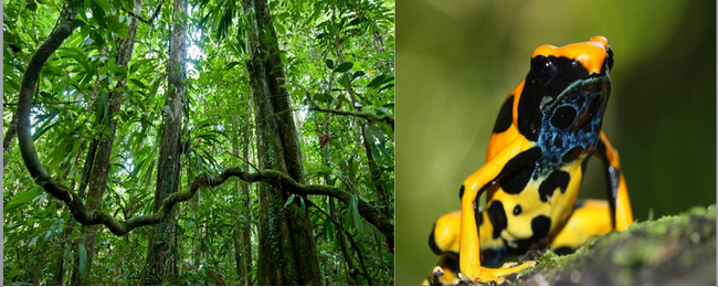 Sous-bois à Saül - © Guillaume Feuillet ; Dendrobates tinctorius, forme jaune - © V. Rufray - Biotope