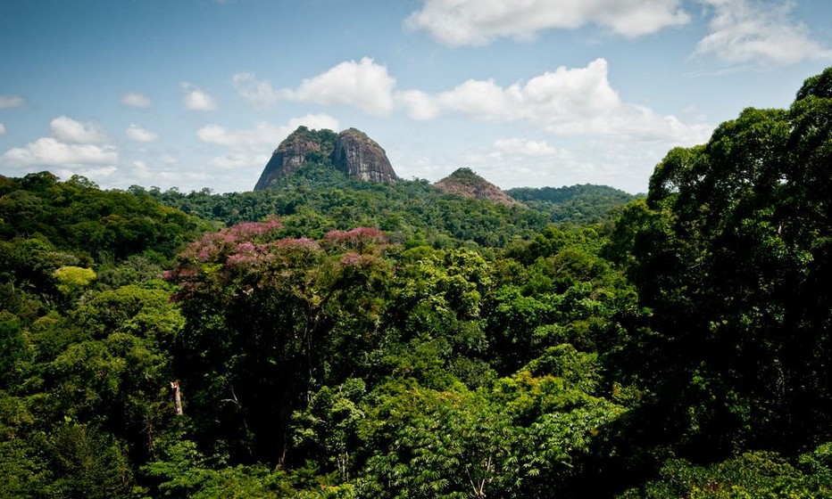 Un patrimoine extraordinaire, la biodiversité du Parc Amazonien de Guyane 