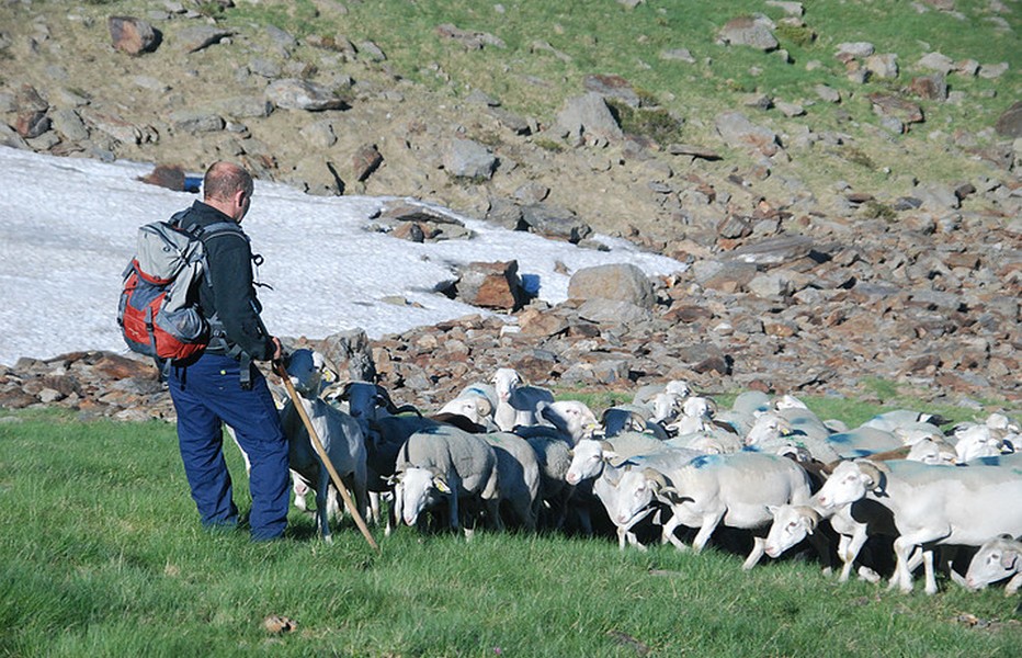 , Agneau des Pyrénées (en cours d’obtention d’IGP), @ C.R. de l'Agriculture de la Haute-Garonne