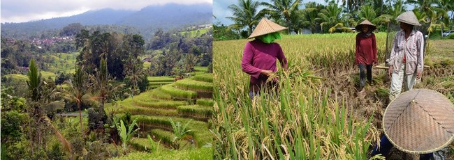 Les rizières à Bali @ David Raynal