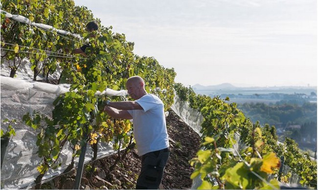 Vendanges Terril Haillicourt  2017 @ Euralens