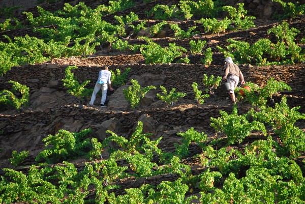 Vignes-et-murettes-terroir-vin-Banyuls-Collioure  @OT Bagnyuls