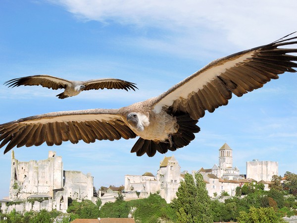 surplombant la falaise, les ruines imposantes du château des Évêques, fief de Poitiers jusqu’à la Révolution, servent de cadre et d’envol aux faucons et autres rapaces lors de spectacles étourdissants, Les Géants du Ciel. @ https://www.tourisme-vienne.com/fr/activite/79/geants-du-ciel