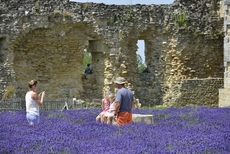 LAVANDE ABBAYE DE MAILLEZAIS@ Pascal baudry