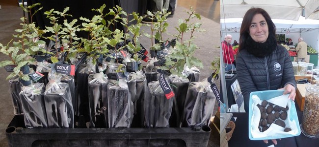 De gauche à droite : Trufforum. Vente de chênes truffiers.@ C.Gary  Sur le marché aux truffes de Vic. @ Catherine Gary