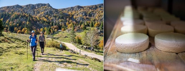 Jolies balades en automne sur les contreforts des Vosges et Le Munster, au Challenge des chefs. @ Office de Tourisme de la Vallée de Munster – Quentin Gachon