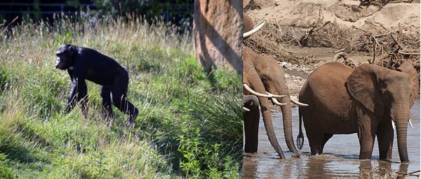 Un quart de la superficie de la Tanzanie est actuellement occupée par des parcs naturels où vivent la faune et la flore... @ David Raynal; Tanganyka expéditions.