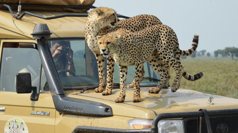 Safari dans un parc naturel de Tanzanie @ Tanganyka expéditions.