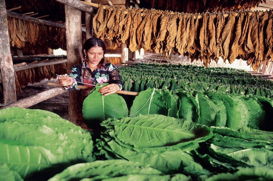 La République Dominicaine est connue dans le monde entier pour la qualité de ses cigares. Crédit photo OT République Dominicaine.