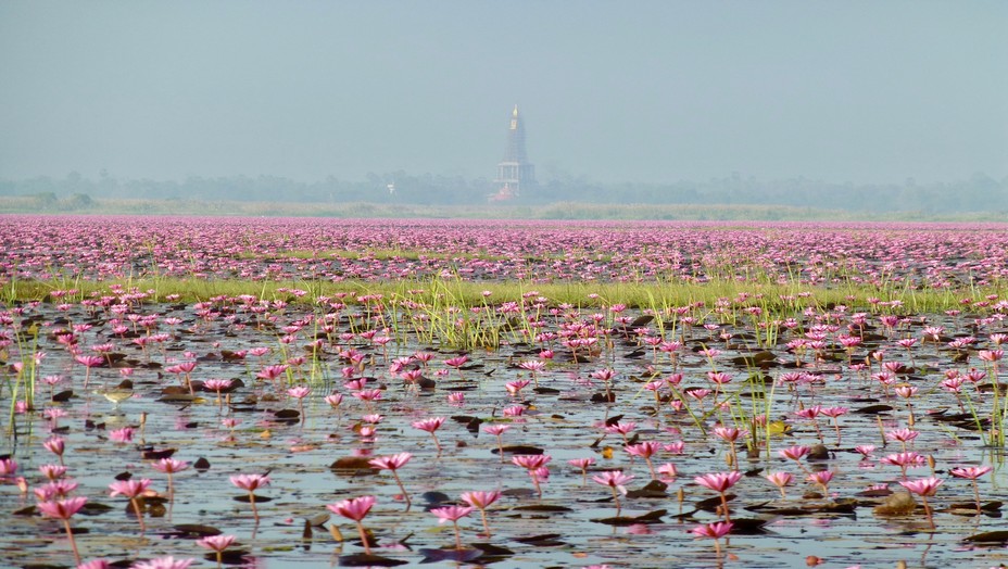 Une vraie mer d'eau douce que ce lac tapissé de lotus rouges avec au loin un stupa doré. @ C. Gary Une vraie mer d'eau douce que ce lac tapissé de lotus rouges avec au loin un stupa doré. @ C. Gary