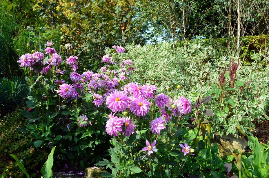 Dans les jardins de Giverny... @ David Raynal