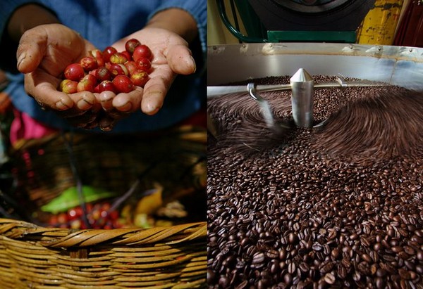 L’Amérique Centrale concentre des conditions géographiques idéales à la culture du café @ OT Amérique Centrale.