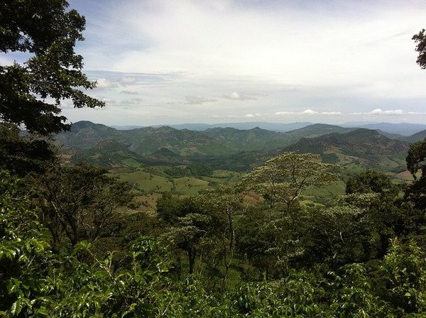 Plantation de café au Honduras @ Pixabay.com
