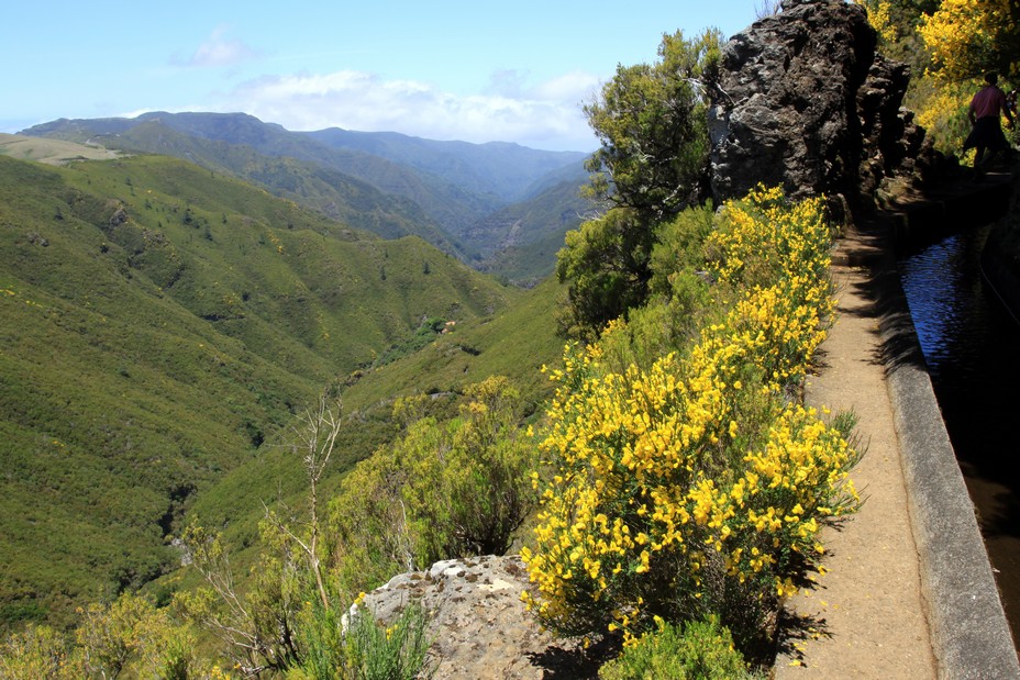 La forêt laurissilva (laurifère) date de l’ère tertiaire, et les dernières glaciations ont réduit sa superficie à la Macaronésie, c’est-à-dire à Madère, les Açores, les Canaries et le Cap Vert.  @ David Raynal