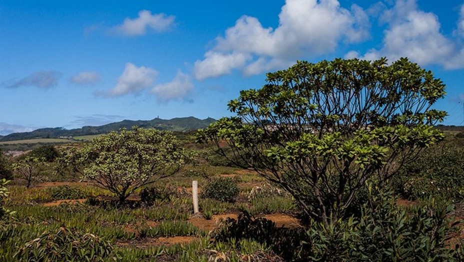 Ce rocher qui tombe à pic dans l’océan à 16° au sud de l’équateur dont les saisons sont pour nous inversées, bénéficie d’un climat méditerranéen tempéré. OT Ile de Saint-Hélène.