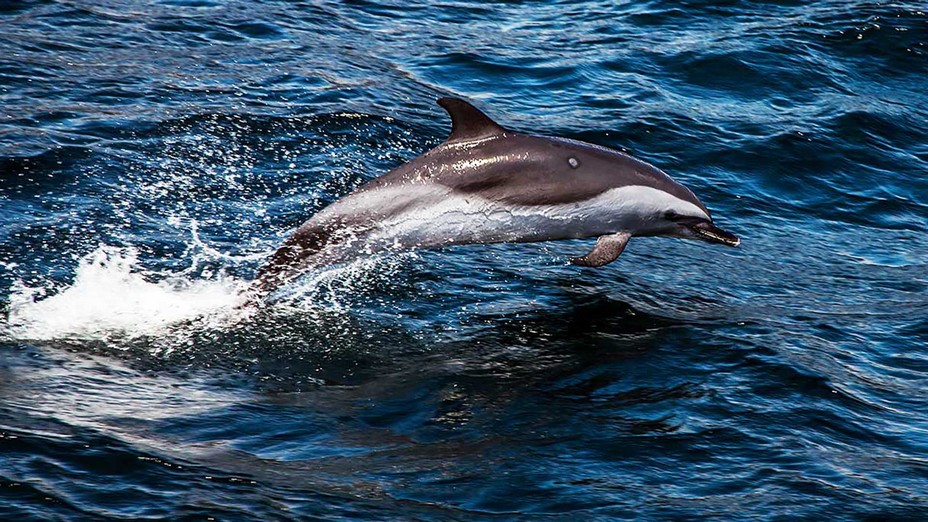 Au cours des mois d'été, de janvier à mars, Sainte-Hélène offre l’expérience unique de la rencontre avec les requins baleines et les mammifères marins @ OT Sainte-Hélène.