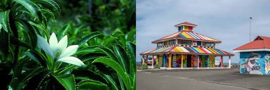 Fleur  « Tiaré Apetahi ». et   festival de Street art « Ono’u » qui a  lieu sur l’île chaque année. @ Wikipedia/TripAdvisor/Lindigomag Fleur  « Tiaré Apetahi ». et   festival de Street art « Ono’u » qui a  lieu sur l’île chaque année. @ Wikipedia/TripAdvisor/Lindigomag