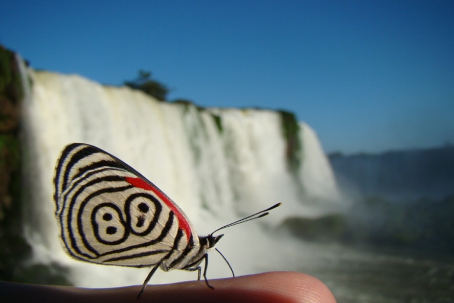 Un magnifique Borboleta pris en photo devant les chutes  d’Iguazù en Argentine. @ Wikipedia
