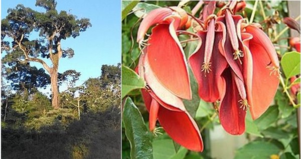 La végétation et la flore dans le  le parc national Iguazù. @ Pixabay