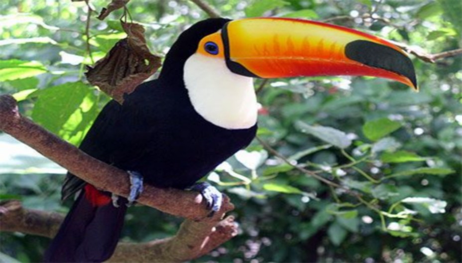 Le magnifique toucan au bec jaune fait partie de la faune du Parc National d’Iguazù @ Pixabay/Lindigomag