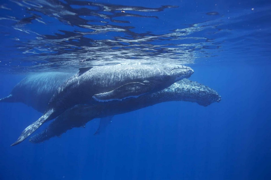 Photo sous-marine d'une baleine à bosse dans les eaux profondes de l'île de Mayotte . @ Mayotte-Découverte.