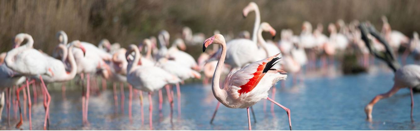 Réserve naturelle de l'étang du Bagnas. @OT. marseillan.com