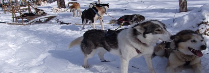 Course en traineaux au coeur de la steppe canadienne (photo DR) Course en traineaux au coeur de la steppe canadienne (photo DR)