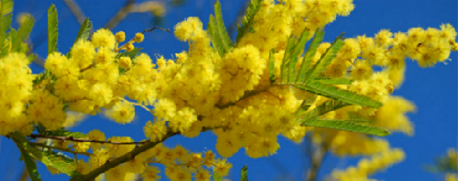 Jusqu’à fin février aventurez-vous sur les hauteurs de son quartier Capitou dans les senteurs des fleurs d’acacia originaires d’Australie. @ DR