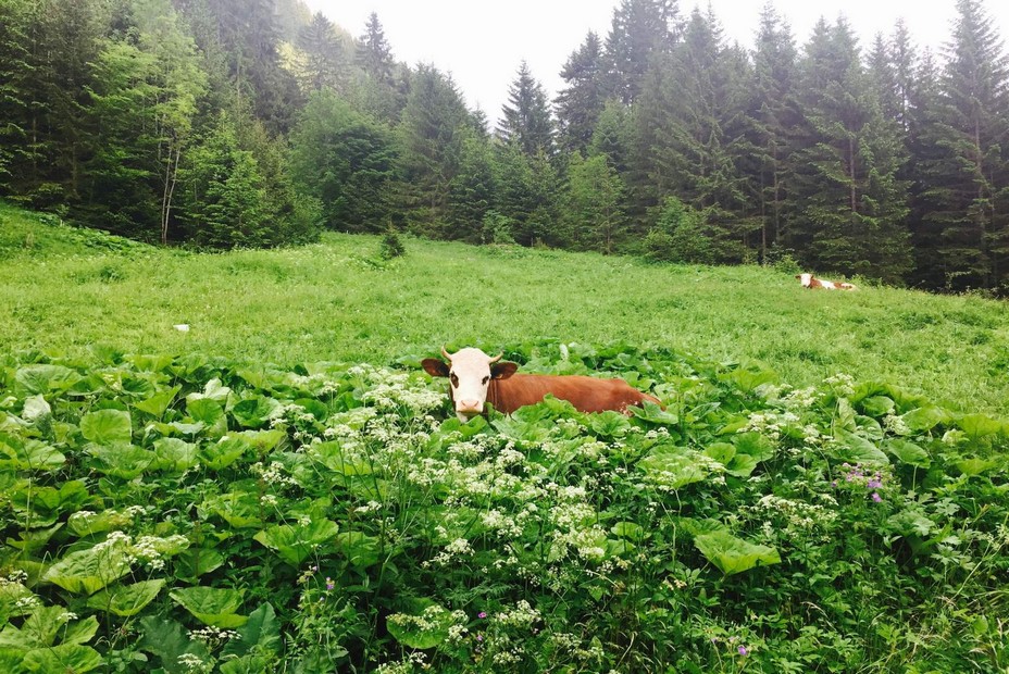 Pour ce fromage d'excellence le choix de vaches bien adaptées au climat et à la vallée d’Abondance. @ DR Pour ce fromage d'excellence le choix de vaches bien adaptées au climat et à la vallée d’Abondance. @ DR