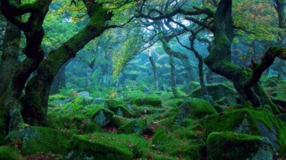Forêt sur l’île de Yakushima au Japon, dans l’archipel Ōsumi. Inscrite au Patrimoine mondial de l’Unesco, cette île est composée de montagnes vertigineuses culminant à plus de 1 800 mètres d’altitude, et d’une épaisse forêt de cèdres millénaires, tapissée de mousse et de fougères. @ Everytimesnew2.0 Forêt sur l’île de Yakushima au Japon, dans l’archipel Ōsumi. Inscrite au Patrimoine mondial de l’Unesco, cette île est composée de montagnes vertigineuses culminant à plus de 1 800 mètres d’altitude, et d’une épaisse forêt de cèdres millénaires, tapissée de mousse et de fougères. @ Everytimesnew2.0