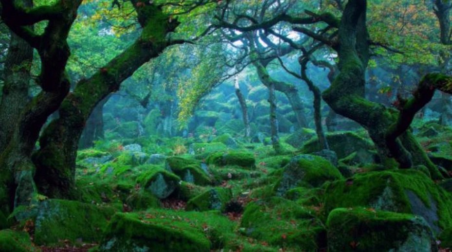Forêt sur l’île de Yakushima au Japon, dans l’archipel Ōsumi. Inscrite au Patrimoine mondial de l’Unesco, cette île est composée de montagnes vertigineuses culminant à plus de 1 800 mètres d’altitude, et d’une épaisse forêt de cèdres millénaires, tapissée de mousse et de fougères. @ Everytimesnew2.0