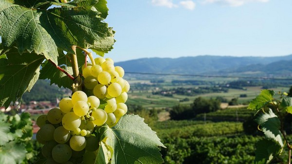Les terroirs viticoles français. @Pixabay