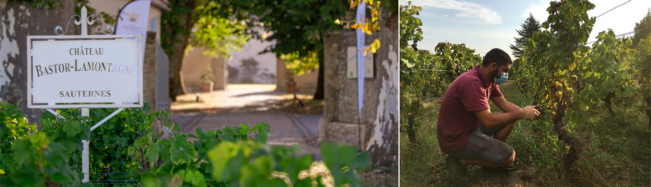 AOC SAUTERNES  - Michel Garat – Vigneron Propriétaire @ DR