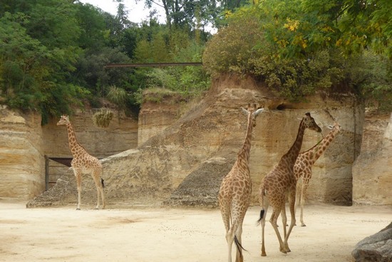 Bioparc de Doué-la-Fontaine @C. Gary