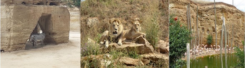 Une partie de la faune dans le Bioparc de Doué-la-Fontaine @C. Gary