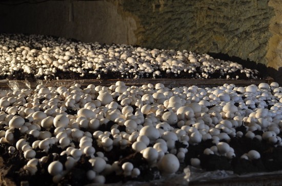 Cave vivante du Champignon @Anjou-Tourisme