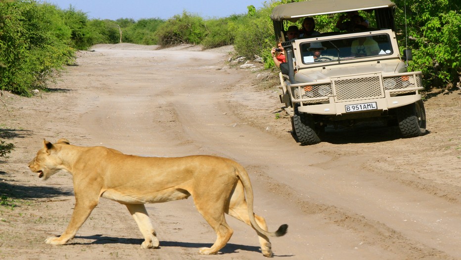 Xigera et Mambo Camps. On ne croise ici aucun 4X4 au cours des safaris et la nature se révèle dans son état originel, sans crainte de l'homme. On s'approche à quelques dizaines de mètres seulement des animaux (Crédit Photo Patrick Cros)