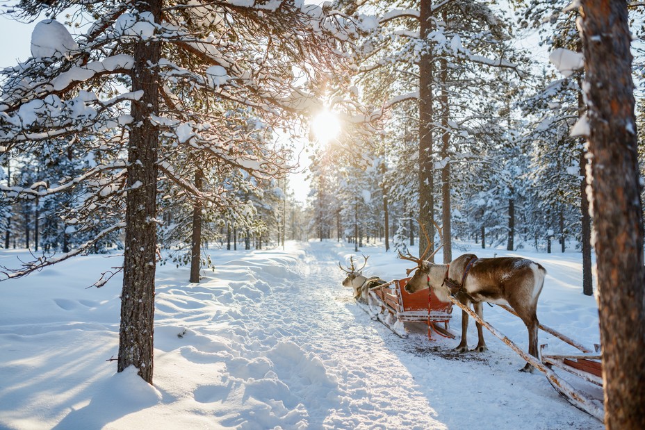 En Finlande le plaisir d'une balade  en traîneau conduit par des rennes. @ DR