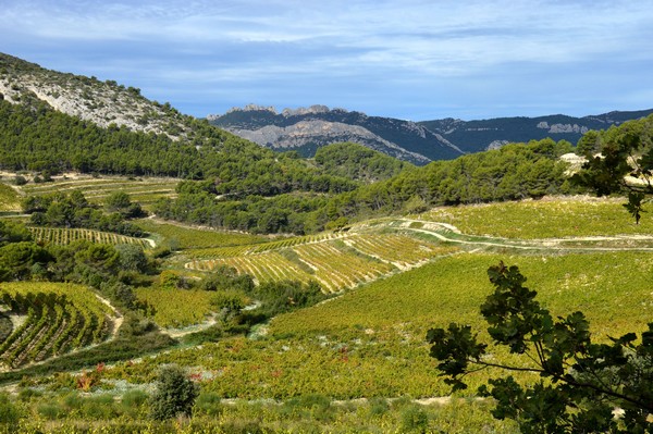 Sur la route du domaine de Durban  @Ventoux Provence Tourisme Sur la route du domaine de Durban  @Ventoux Provence Tourisme