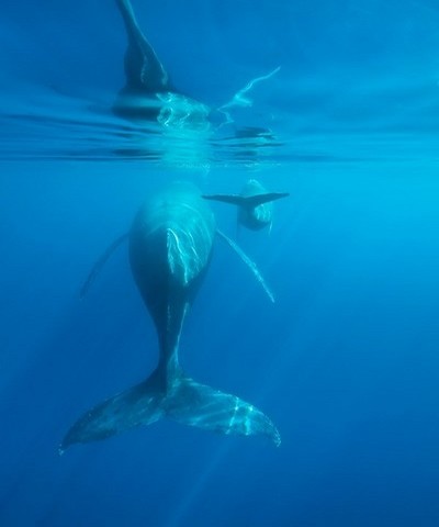 Afin de protéger les baleines et calmer les ardeurs des curieux qui pourraient perturber leur tranquillité une charte d’approche a été édictée depuis 2009.(Crédit photo IRT C.Lamblin)