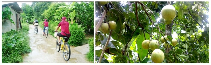 Balade à vélo parmi la végétation et la flore à Thuy Bieu (Crédit photo www.visitwonders.com/.); Toujours à Thuy Bieu  les maisons ont gardé leur caractère traditionnel. Environnées de jardin où pousse des pamplemoussiers virides. (Crédit photo voyagevietnam.asiatica.com)