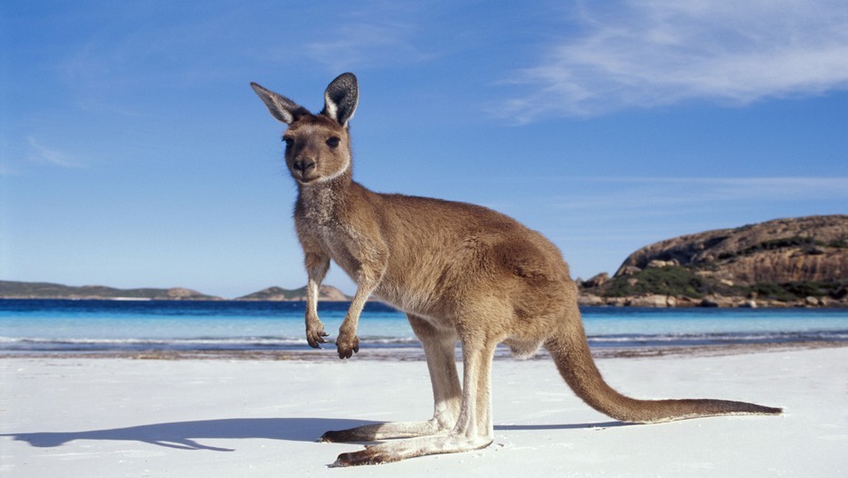 En 2015, la 26e édition du FIG aura pour thème «Les Territoires de l'Imaginaire, Utopie, Représentation et Prospective » et mettra le cap résolument au sud vers l’Australie (Crédit photo Rougezorua) En 2015, la 26e édition du FIG aura pour thème «Les Territoires de l'Imaginaire, Utopie, Représentation et Prospective » et mettra le cap résolument au sud vers l’Australie (Crédit photo Rougezorua)