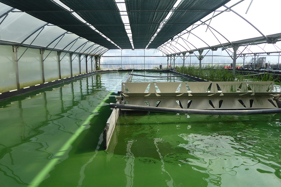 La ferme à spiruline de Retz @ Catherine Gary La ferme à spiruline de Retz @ Catherine Gary