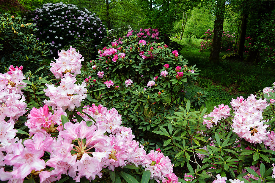 Rhododendrons dans le parc de Trévarez au printemps © CDP 29