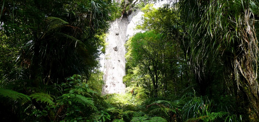 Les guides locaux emmènent les visiteurs dans un voyage inoubliable à la rencontre des plus grands arbres Kauri existants encore dans le monde tout en offrant une interprétation mythologique et interactive de la vie dans la forêt. (Crédit photo DR)