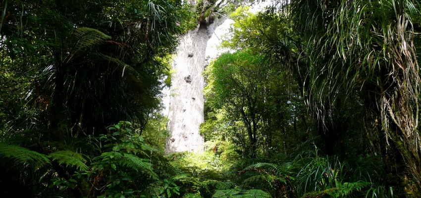 Les guides locaux emmènent les visiteurs dans un voyage inoubliable à la rencontre des plus grands arbres Kauri existants encore dans le monde tout en offrant une interprétation mythologique et interactive de la vie dans la forêt. (Crédit photo DR) Les guides locaux emmènent les visiteurs dans un voyage inoubliable à la rencontre des plus grands arbres Kauri existants encore dans le monde tout en offrant une interprétation mythologique et interactive de la vie dans la forêt. (Crédit photo DR)