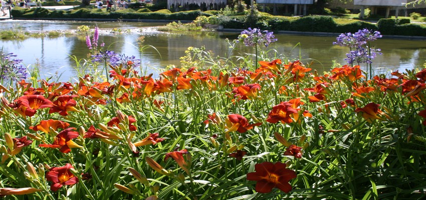 Vue sur les plantes du Parc Terra Botanica dans le Val de Loire Une région où l’horticulture est reine et n’a de rivale que la viticulture et ses nombreuses appellations.