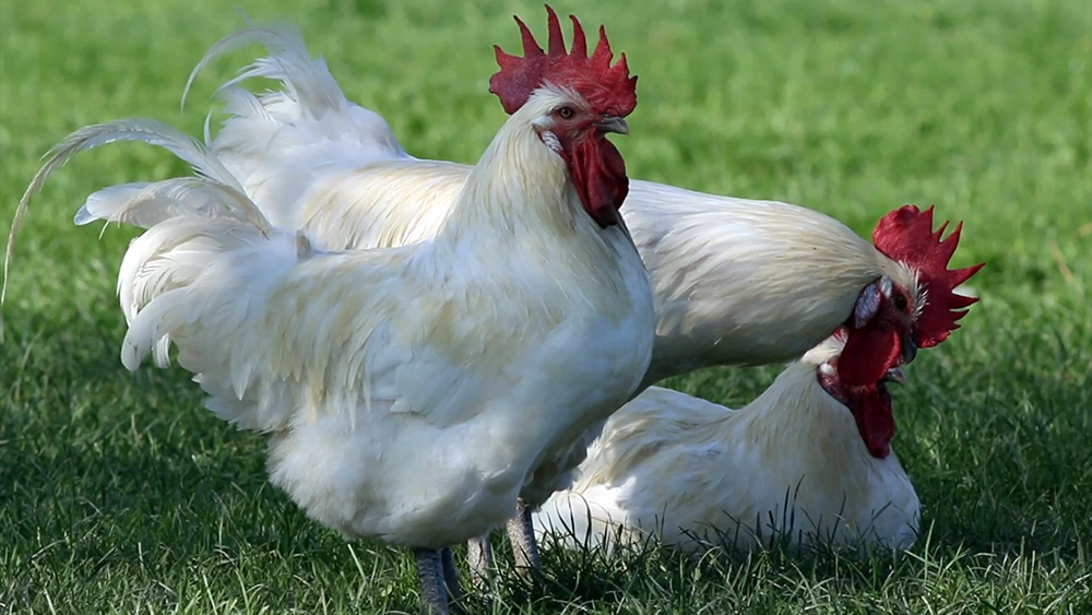Issue de la race Gauloise Blanche, son plumage blanc, sa crête rouge vif et ses barbillons rouges en font une volaille reconnaissable entre mille © Bertrand Mussotte Issue de la race Gauloise Blanche, son plumage blanc, sa crête rouge vif et ses barbillons rouges en font une volaille reconnaissable entre mille © Bertrand Mussotte