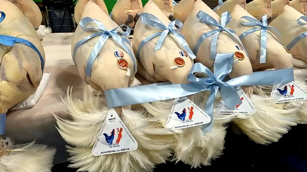 Les volailles disposent d'une appellation d'origine protégée (AOP). Cette certification garantit l'origine géographique, le mode de production et les qualités spécifiques à ce type d'élevage bressan © Jean-Louis Corgier Les volailles disposent d'une appellation d'origine protégée (AOP). Cette certification garantit l'origine géographique, le mode de production et les qualités spécifiques à ce type d'élevage bressan © Jean-Louis Corgier