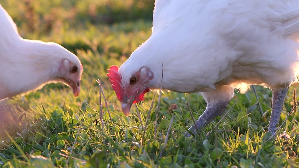 Ce concours met à l'honneur les volailles fines de Bresse © Bertrand Mussotte Ce concours met à l'honneur les volailles fines de Bresse © Bertrand Mussotte